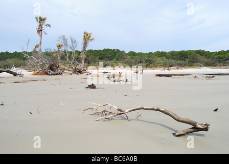 Tote Bäume durch Strand Erosion auf Jagd Island, South Carolina, USA.  Foto von Darrell Young. Stockfoto