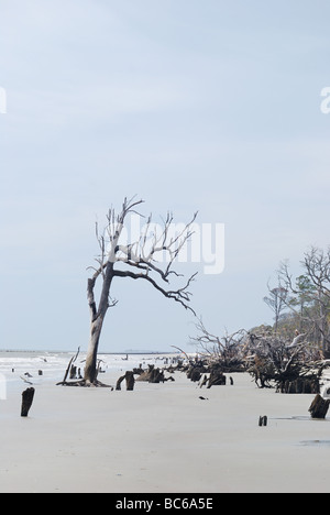 Tote Bäume durch Strand Erosion auf Jagd Island, South Carolina, USA.  Foto von Darrell Young. Stockfoto