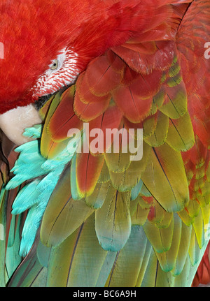 Rote und Grüne Aras (Ara Chloroptera) Schlafsack, Detail der Federn Stockfoto