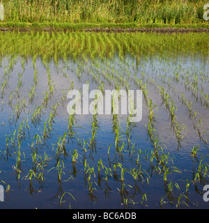 Pego-Oliva Moor Naturschutzgebiet Alicante Spanien Stockfoto