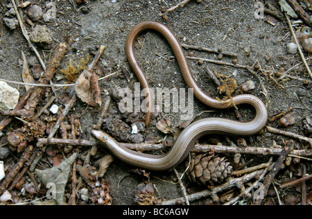 Langsam Wurm auch bekannt als Slow-Wurm, Slowworm, Blindworm oder blinde Wurm, geschiedenen Fragilis Anguidae, Echse, Reptil Stockfoto
