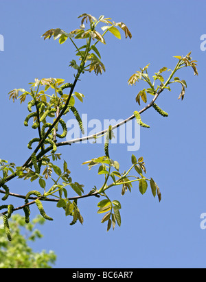 Walnuss Baum Kätzchen, Juglans Regia, pterocarpa Stockfoto