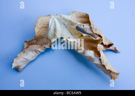 trocken-Leaf-Anzeige Stockfoto