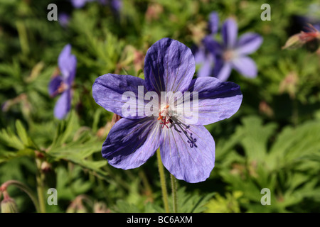 Wiesen Storchschnabel Geranium Pratense Familie Gerianaceae Blütenstruktur im Makro-detail Stockfoto