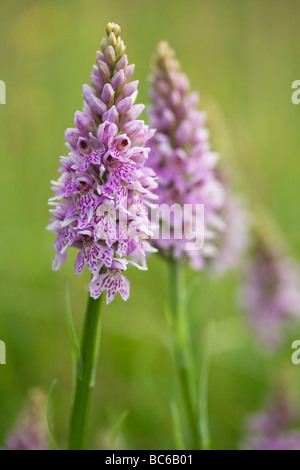 gemeinsame gefleckte Orchidee Stockfoto