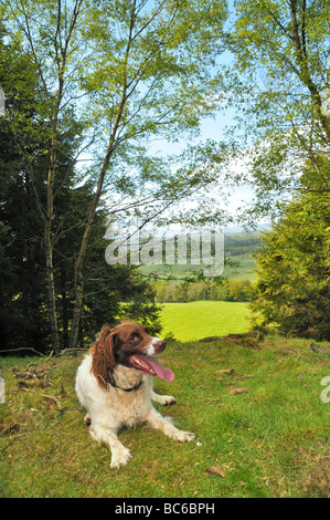Ein Hund liegt an einem Hang mit Frühlingslandschaft hinter. Stockfoto