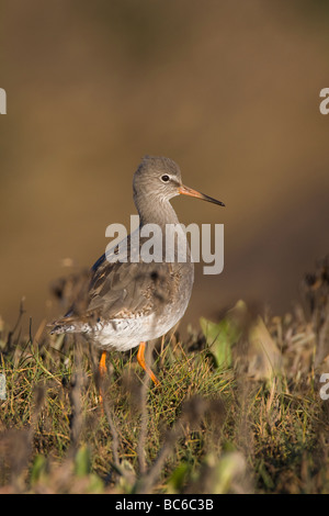Gemeinsamen Rotschenkel Tringa totanus Stockfoto