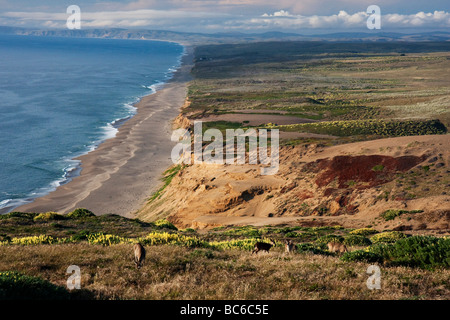 Point Reyes Strand, Blick vom Leuchtturm, Point Reyes National Seashore, Kalifornien, USA Stockfoto