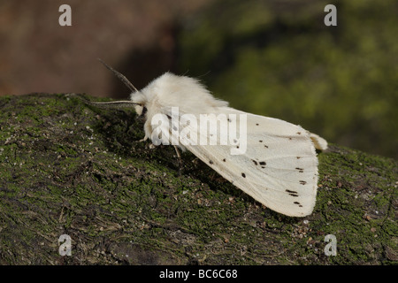 Weiße Hermelin - Spilosoma lubricipeda Stockfoto
