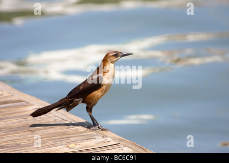 Boot-angebundene Grackle weibliche am Gewässerrand Stockfoto