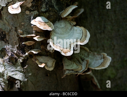 Baum Pilze Pilze Turkeytail (Trametes versicolor) wachsen auf Baumstamm - USA Stockfoto