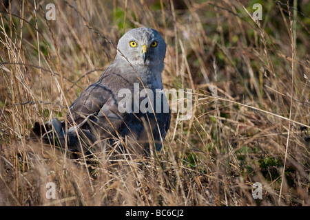 Männlichen Northern Harrier sitzen auf dem Rasen entlang des Chimney Rock Trail, Point Reyes National Seashore, Kalifornien, USA Stockfoto