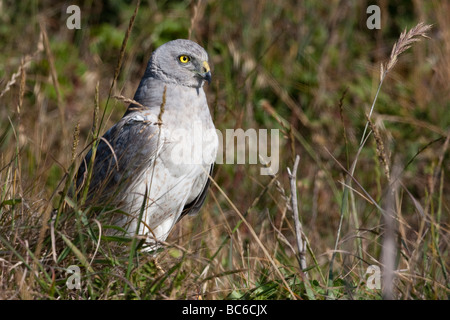 Männlichen Northern Harrier sitzen auf dem Rasen entlang des Chimney Rock Trail, Point Reyes National Seashore, Kalifornien, USA Stockfoto