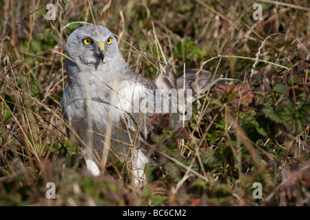 Männlichen Northern Harrier sitzen auf dem Rasen entlang des Chimney Rock Trail, Point Reyes National Seashore, Kalifornien, USA Stockfoto