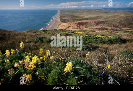 Point Reyes Strand, Blick vom Leuchtturm, Point Reyes National Seashore, Kalifornien, USA Stockfoto