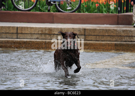 Hund läuft in Brunnen am Stadtpark. Stockfoto