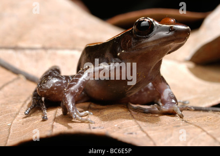 Mahagoni Frosch, Rana luctuosa Stockfoto