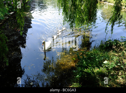 Schwäne und Baby Signets im Schlossgarten des Bischofs, Somerset, Großbritannien Stockfoto