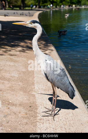 Regents Park, London, Graureiher oder Ardea Cinerea, steht vom See zum Bootfahren in der Frühlingssonne Stockfoto