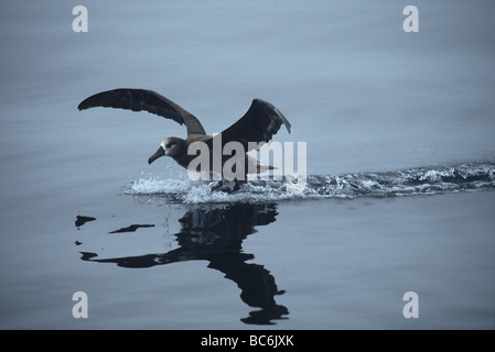 Black Footed Albatros, Phoebastria Nigripes, Landung auf dem Wasser Stockfoto
