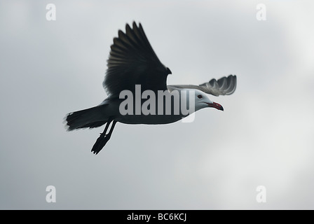 Heermann Möve, Larus heermanni Stockfoto