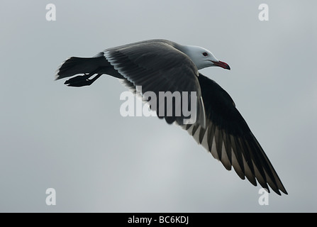 Heermann Möve, Larus heermanni Stockfoto