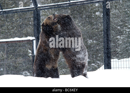 Grizzly Bear Ursus Arctos Horribilis Grizzly Wolf Discovery Center Montana USA Stockfoto