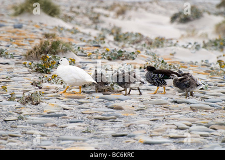 Familie von Kelp Gänse, Chloephaga Hybrida malvinarum Stockfoto