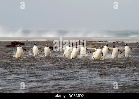 Gentoo Penguin, Pygoscelis Papua, kommen aus dem Meer als Gruppe - Sicherheit in Zahlen Stockfoto