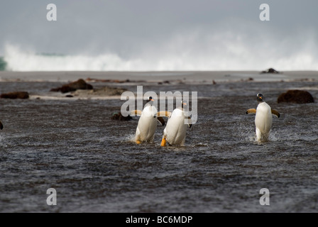 Gentoo Penguin, Pygoscelis Papua, kommen aus dem Meer als Gruppe - Sicherheit in Zahlen Stockfoto