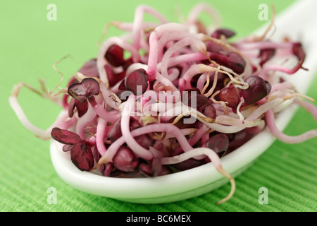 Rettich-Sprossen Stockfoto