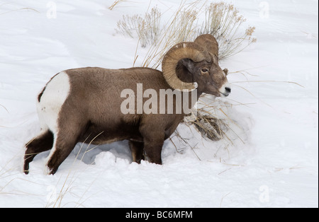 Dickhornschaf ram Ovis Canadensis Yellowstone N P Wyoming uSA Stockfoto
