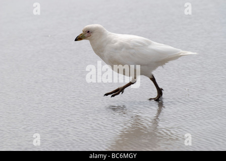 Blass-faced Scheidenschnabel, Chionis Albus, Paddy oder verschneiten Scheidenschnabel ist auch bekannt als Stockfoto