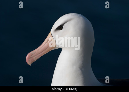 Black-browed Albatros, Thalassarche Melanophrys, auch bekannt als die Black-browed Mollymawk Stockfoto