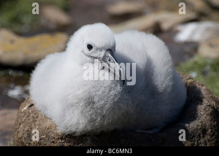 Black-browed Albatros, Thalassarche Melanophrys, auch bekannt als die Black-browed Mollymawk. Küken auf ein nest Stockfoto