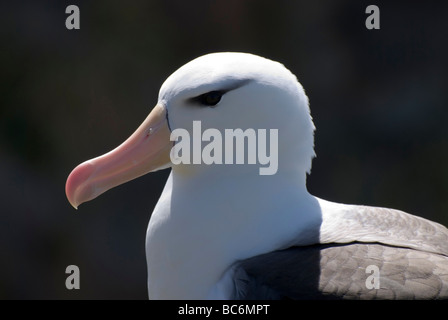 Black-browed Albatros, Thalassarche Melanophrys, auch bekannt als die Black-browed Mollymawk Stockfoto