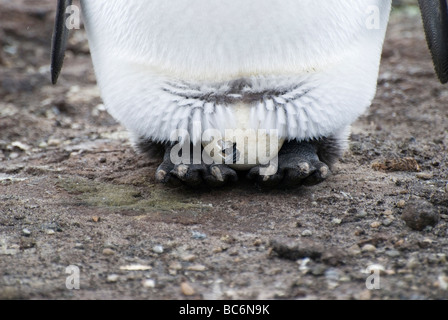 Königspinguin, Aptenodytes Patagonicus - ein Küken schlüpft aus dem Ei wird auf seinem übergeordneten Element Füßen ausgebrütet Stockfoto