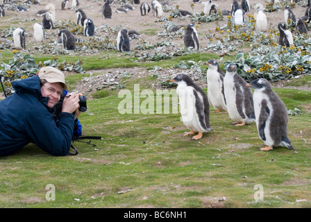 Fotograf mit Gentoo Pinguinküken, Pygoscelis papua Stockfoto