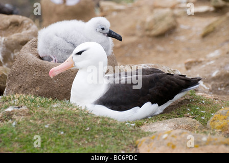 Black-browed Albatrosse, Thalassarche Melanophrys - eine graue flauschige Küken auf ein Nest mit seinem übergeordneten Element Stockfoto