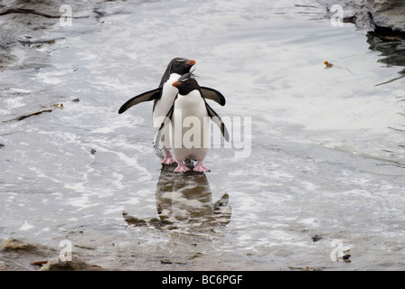 Ein paar der südlichen Rockhopper Penguins - Eudyptes Chrysocome, entstehen aus dem Meer zusammen Stockfoto