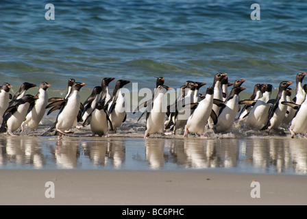 Südlichen Rockhopper Penguins, Eudyptes Chrysocome, entstehen aus dem Meer zusammen in einer Parade zur Vermeidung von Raubtieren und Gefahr Stockfoto