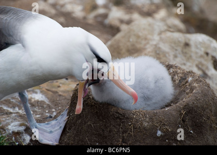 Black-browed Albatrosse, Thalassarche Melanophrys - die Erwachsene füttert seine Nachkommen durch erbrechend Nahrung in den Schnabel. Stockfoto