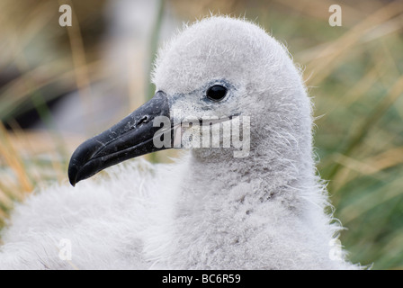 Black-browed Albatros, Thalassarche Melanophrys - flauschigen grauen Küken. auch bekannt als Black-browed Mollyhawk. Stockfoto