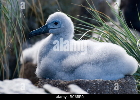 Black-browed Albatros, Thalassarche Melanophrys - flauschigen grauen Küken in einem Nest sitzen. auch bekannt als Black-browed Mollyhawk. Stockfoto