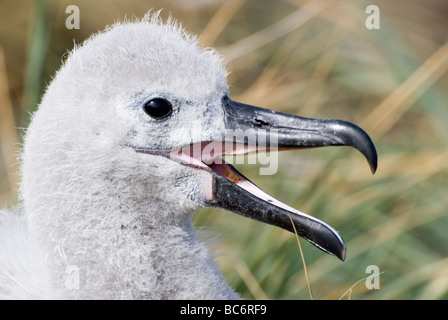 Black-browed Albatros, Thalassarche Melanophrys - Küken in einem Nest sitzen. auch bekannt als Black-browed Mollyhawk. Stockfoto