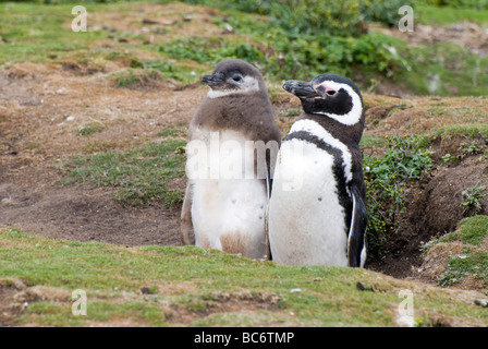 Magellanic Penguin, Spheniscus Magellanicus - Erwachsene und Küken in einem Fuchsbau Stockfoto