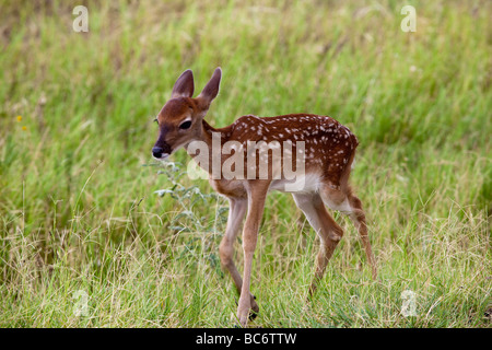 Ein Reh weiß - angebundene Rotwild Odocoileus Virginianus, ursprünglich aus den Vereinigten Staaten an fossilen Rim Wildlife Center, Texas Stockfoto