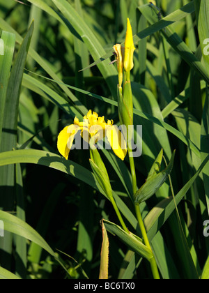 Gelbe Flagge Iris Iris Pseudacorus wächst am Rand der Eintopf Teiche Epsom gemeinsame North Downs Surrey England Stockfoto