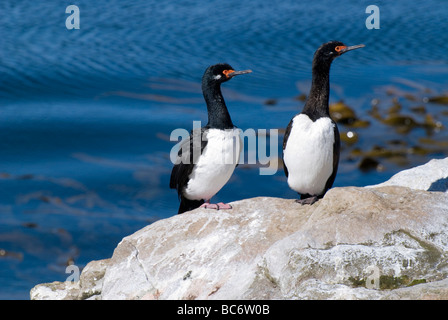 Ein paar Felsen Kormorane Phalacrocorax Magellanicus, sitzt auf einer Klippe. Auch bekannt als Rock Shag oder Magellanic Kormoran. Stockfoto