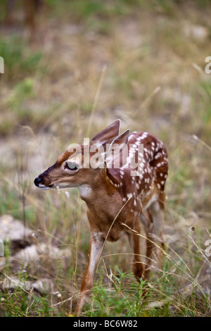 Ein Reh weiß - angebundene Rotwild Odocoileus Virginianus, ursprünglich aus den Vereinigten Staaten an fossilen Rim Wildlife Center, Texas Stockfoto